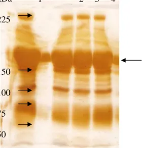 Gambar 1. Visualisasi pita protein IgY melalui uji SDS PAGE 