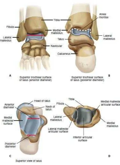 Gambar 2.1 Anatomi sendi pergelangan kaki kanan. 