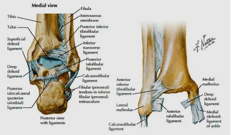 Gambar 2.2 Ligamen pada pergelangan kaki. 