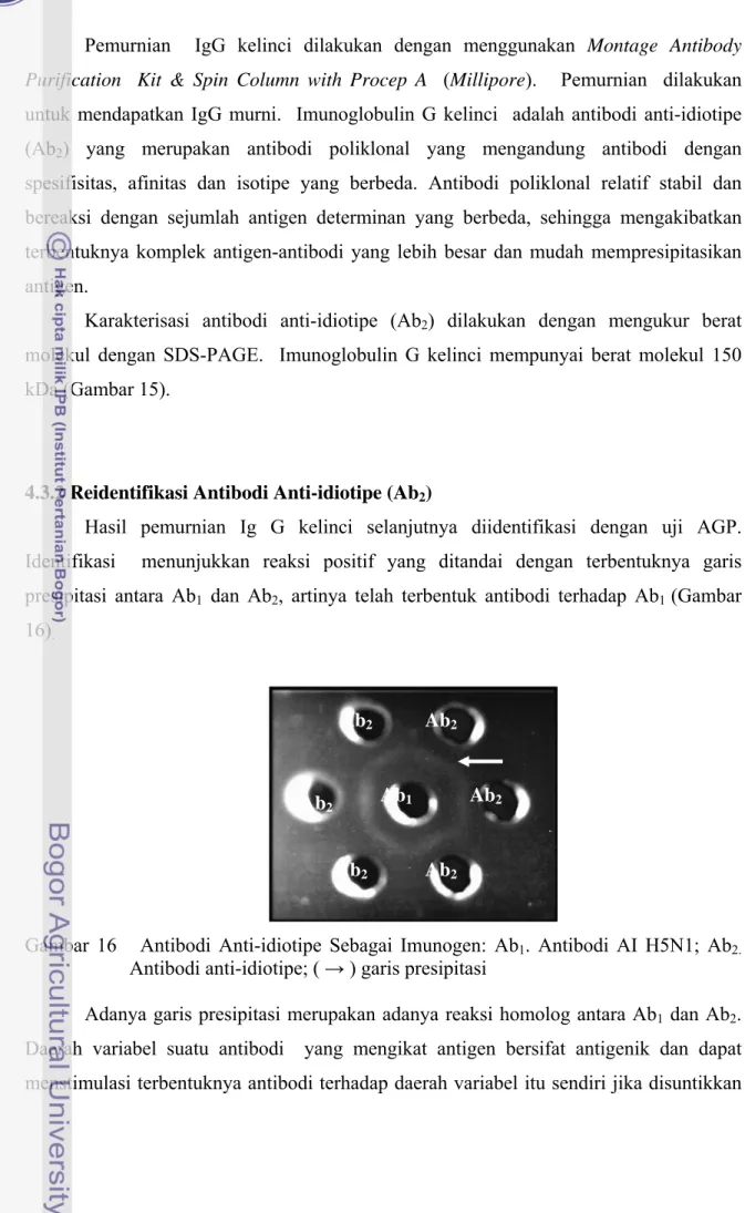 Gambar 16   Antibodi Anti-idiotipe Sebagai Imunogen: Ab 1 . Antibodi AI H5N1; Ab 2.   