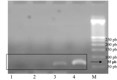 Gambar   9  Uji Identitas Vaksin AI H5N1 inaktif Strain Legok dengan uji RT-PCR  menggunakan  Primer subtipe N1 (produk 120 pb): 1