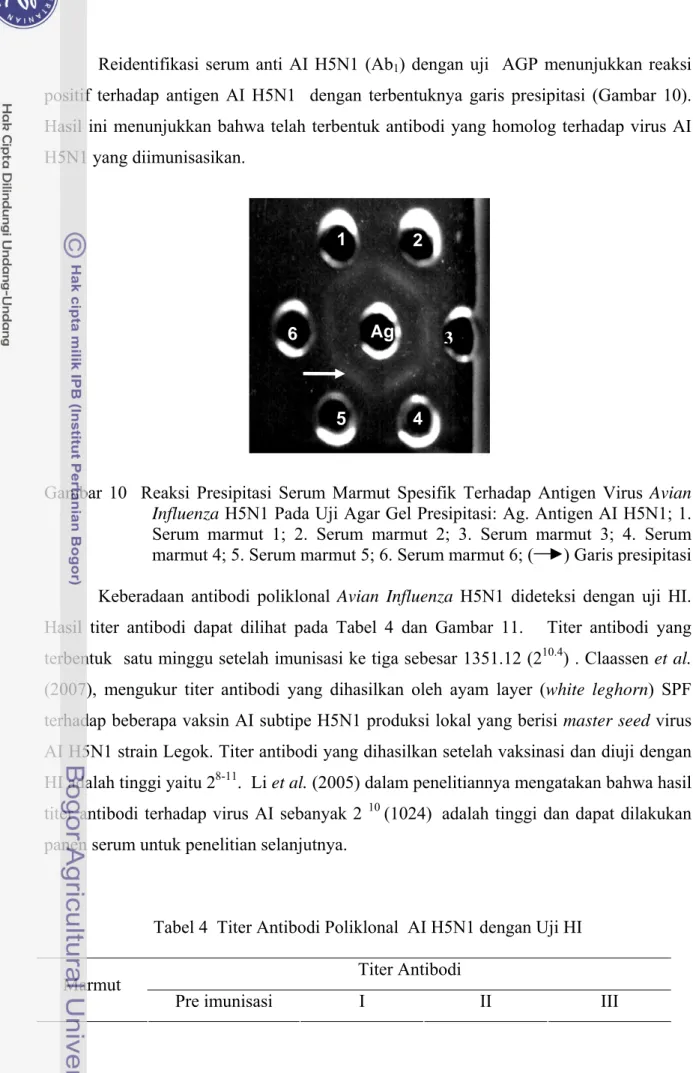 Gambar 10  Reaksi Presipitasi Serum Marmut Spesifik Terhadap Antigen Virus Avian  Influenza H5N1 Pada Uji Agar Gel Presipitasi: Ag