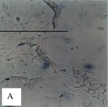 Gambar Kerusakan cell OL akibat  pemaparan Virus EBL Foto : Pembesaran 400X dengan inverted 