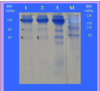 Gambar 13.  Profil pita protein yang dimurnikan dengan  kromatografi afinitas (1 dan 2) menunjukkan pita  protein dengan berat molekul  185, 95 dan 49 kDa  dan hasil pengendapan dengan amonium sulfat (3)  dibandingkan dengan marker (M)