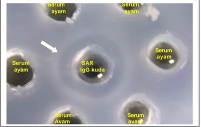 Gambar 8. Garis presipitasi (tanda panah) pada uji imunodifusi (AGPT)  menunjukkan  adanya reaksi homolog antara antiserum  ayam (Ab 2 )  dengan SAR (Ab 1 )