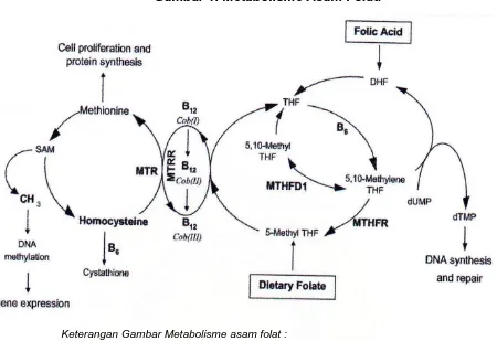 Gambar 1. Metabolisme Asam Folat.2 