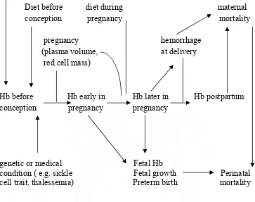 Gambar 2. Kerangka konsep yang menerangkan hubungan kadar hemoglobin ibu 