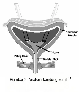 Gambar 2. Anatomi kandung kemih12 