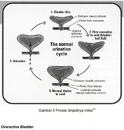 Gambar.5 Proses terjadinya miksi12 