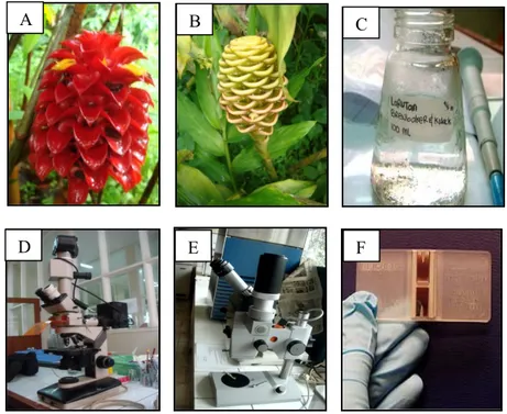 Gambar 2. (A) T. ananassae (B) Z. spectabile (C) Larutan stok Brewbaker and 