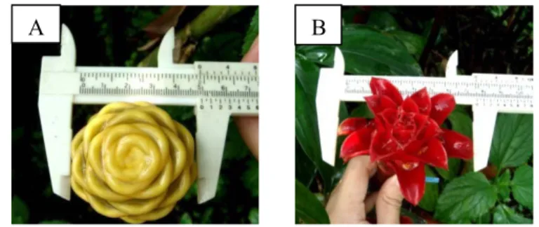 Gambar 3. Pengamatan diameter braktea: (A) Z. spectabile (B) T. ananassae Pengamatan struktur bunga meliputi panjang bunga, panjang dan lebar  helaian mahkota bunga, panjang dan lebar labellum, warna bunga, panjang pistil  dan kotak polen, jumlah ovul dan 