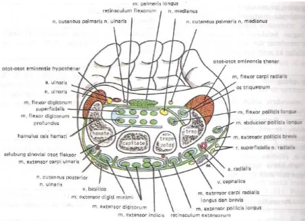 Gambar 2.2 Anatomi n. medianus 