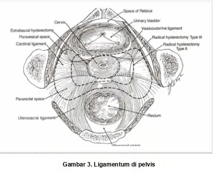 Gambar 3. Ligamentum di pelvis 