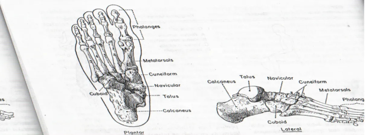 Gambar 2.5 Susunan Tulang Persendian Pergelangan Kaki dan Telapak Kaki (Pate,  Clenaghan dan Rotella, 1984: 174)