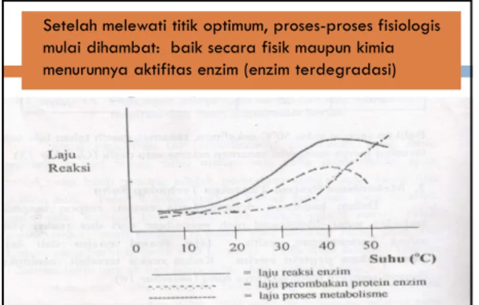 Gambar 7. hubungan antara suhu dan laju reaksi enzim serta laju perombakan protein enzim