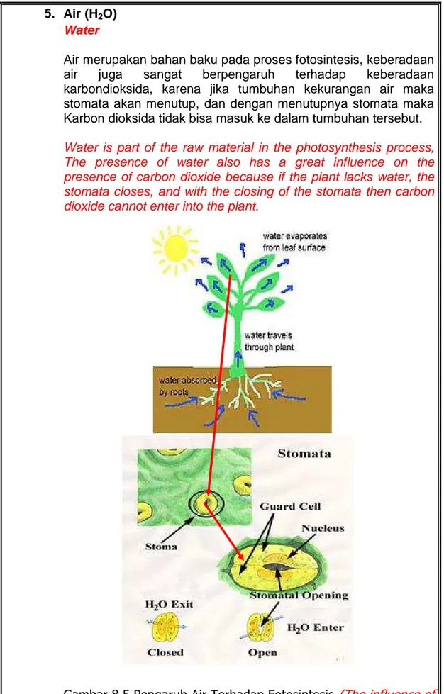 Gambar 8.5 Pengaruh Air Terhadap Fotosintesis  (The influence of  water on photosynthesis)