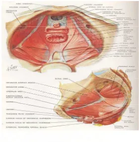 Gambar 1. Anatomi dasar panggul 