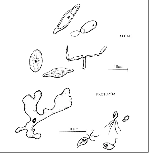Gambar  2  Protozoa dan algae 