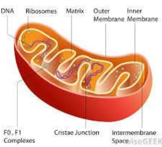 Gambar 1. Struktur mitokondria  Keterangan: diagram struktur tiga dimensi mitokondria 