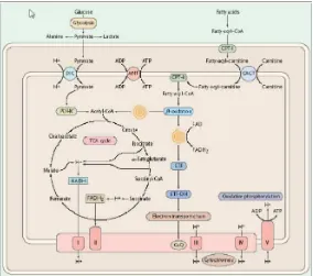 Gambar 2.Jalur metabolik dalam mitokondria.  