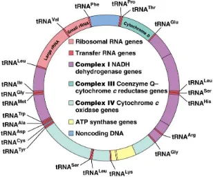 Gambar 3.Menunjukkan genom mitokondria manusia.Dikutip dariDiMauro S, Schon E.A. Mitochondrial Respiratory-Chain Diseases