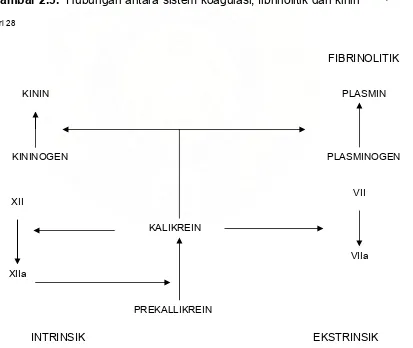Gambar 2.3.  Hubungan antara sistem koagulasi, fibrinolitik dan kinin  Dikutip 