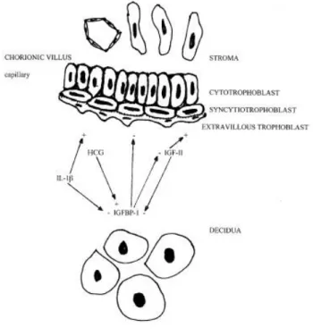 Gambar  3  Endometrium  pada  wanita  hamil,  interaksi  blastokis  –  desidua  trofoblas/endometrial  dan  peranan  human  chorionic  gonadotropin  (HCG),  interleukin-1β (IL-1β), IGF-II, dan IGFBP-1