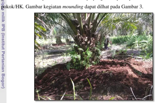 Gambar 3. Pembumbunan (mounding) 