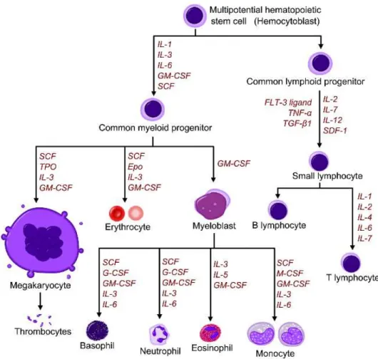 Gambar 4. Peran sitokin (G-CSF) pada hematopoesis 
