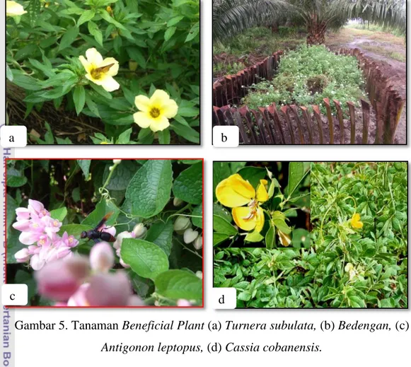 Gambar 5. Tanaman Beneficial Plant (a) Turnera subulata, (b) Bedengan, (c)  Antigonon leptopus, (d) Cassia cobanensis