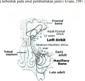 Gambar 2.2 : Perkembangan embriologi sinus maksila dikutip dari atlas Sobbota 