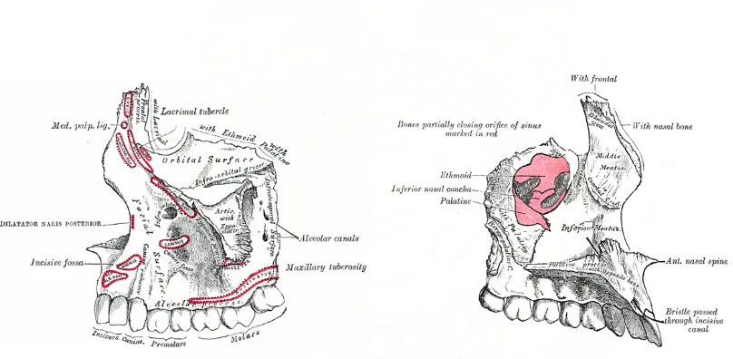 Gambar 2.4 : Anatomi tulang maksila pandangan lateral dan medial, tampak adanya prosesus frontal, 