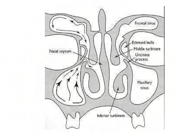 Gambar 2.6 : Gerakan mukosiliar sinus maksilaris yang menuju ostium natural (Chandler, 2000) 