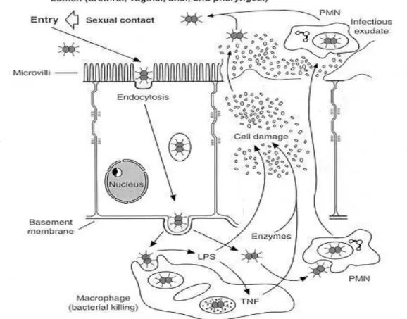 Gambar 2. Patogenesis Gonore   2.1.6  Manifestasi Klinis 