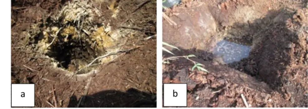 Gambar 10 Aplikasi RP (a) dan lubang tanam yang tergenang air (b) 