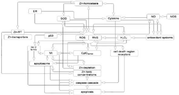 Gambar 2.3.  Seng sebagai antioksidan dan regulator apoptosis (Orlova dan  Orlov, 2011)