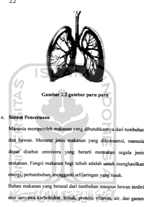 Gambar 2.2 gambar paru paru
