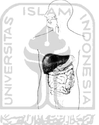 Gambar 2.3 organ organ pencernaan