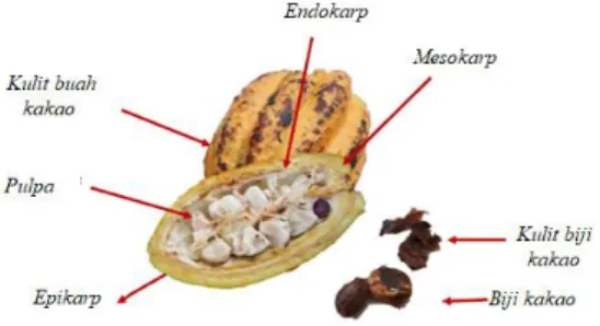 Gambar 1. Struktur buah kakao. 