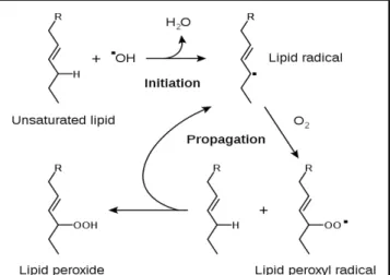Gambar 2.4 Tahapan autooksidasi lipid (Wikipedia, 2012)