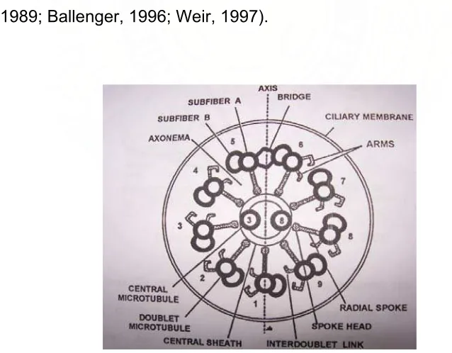 gambar 2.3 tampak di dalam silia ada sehelai filamen yang disebut aksonema 