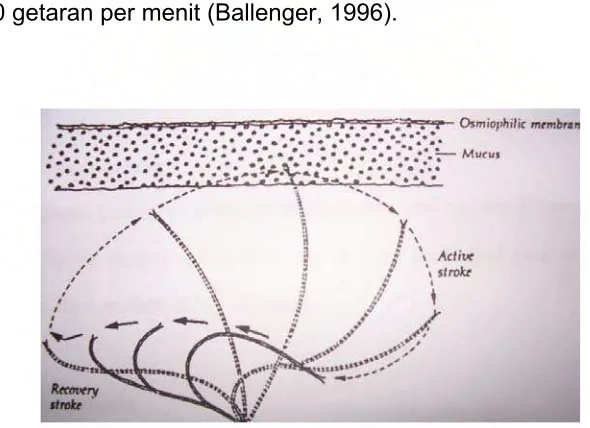 Gambar 2.4 Pola gerak silia (Ballenger, 1996) 