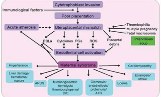 Gambar 1. Patogenesis Sindroma Maternal pada  Preeklampsia. 8
