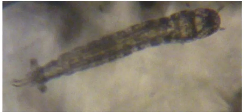 Gambar 6. Larva chironomida genus Chironomus sp. 