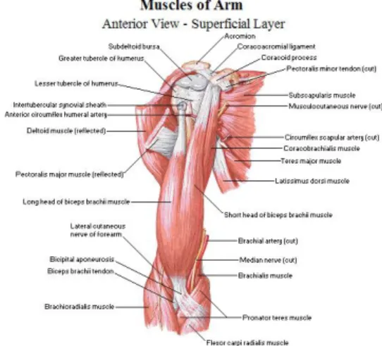 Gambar 5. Susunan Anatomi Lengan Atas 