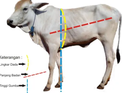 Gambar 1. Pengukuran ukuran tubuh pada sapi  Analisis Data 