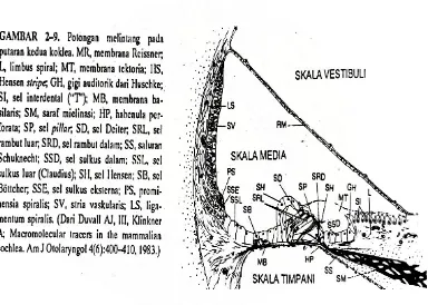 Gambar 1. Potongan Melintang pada Putaran Kedua Koklea.  Dikutip dari Boies 