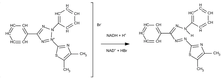 Gambar 5. Reaksi Reduksi MTT menjadi Formazan oleh Enzim Suksinat Dehidrogenase (Mosmann, 1983) 