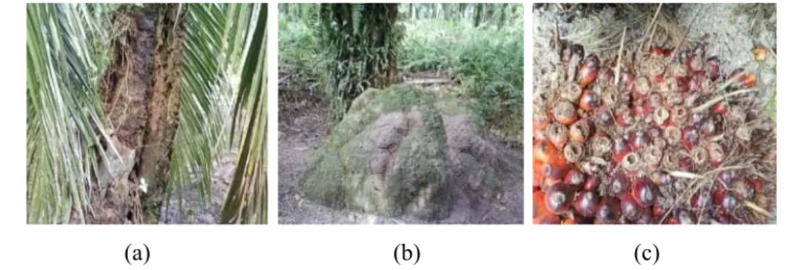 Gambar 4. a). Batang kelapa sawit yang diserang rayap, b). Rumah rayap, c). 