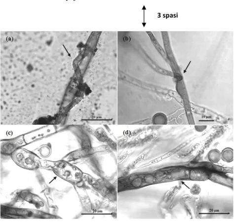 Gambar 4.1. Mikoparasitisme kapang Trichoderma spp. terhadap kapang patogen. (a) dan (b) kontak langsung hifa kapang antagonis pada hifa kapang patogen (anak panah), (c) dan (d) kerusakan struktur hifa patogen (anak panah) (perbesaran 1000x)